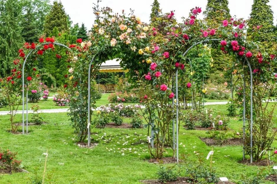 Rose garden in Volcji Potok