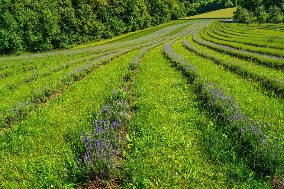 Lavender field in the Sausal