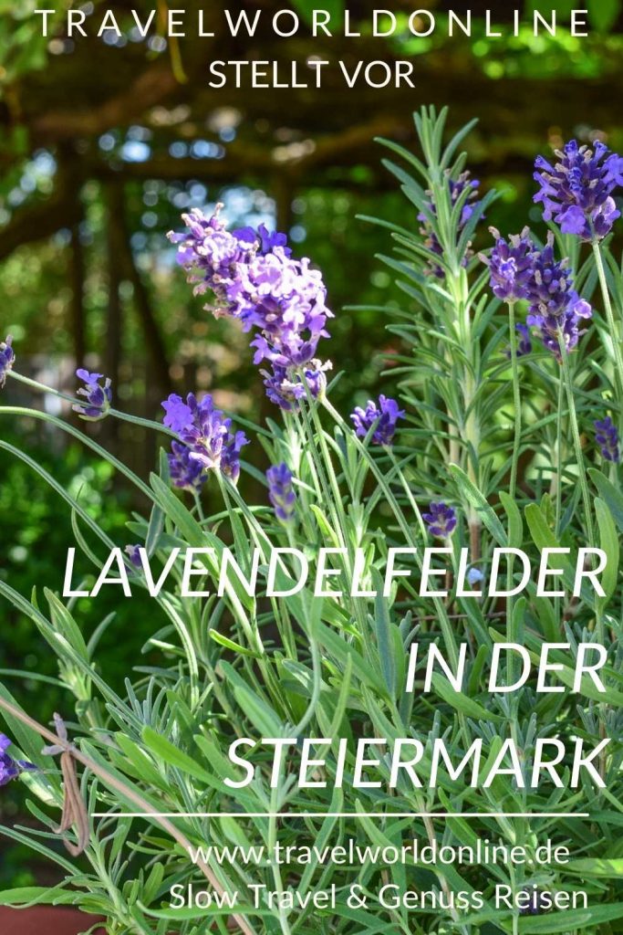 Lavender fields in Styria