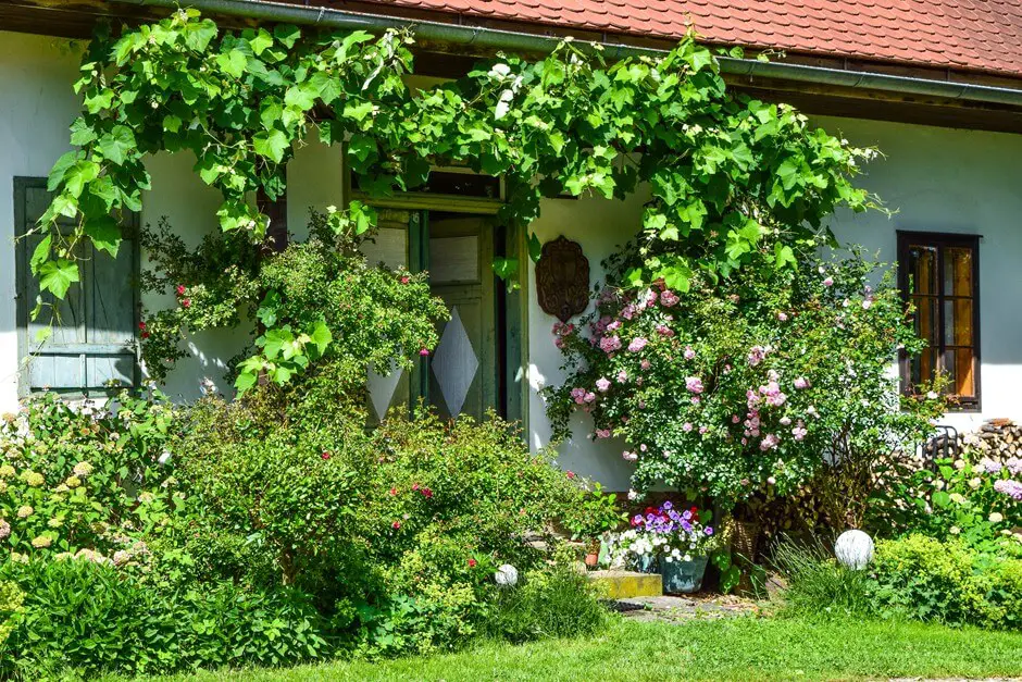 Weinreben am Haus