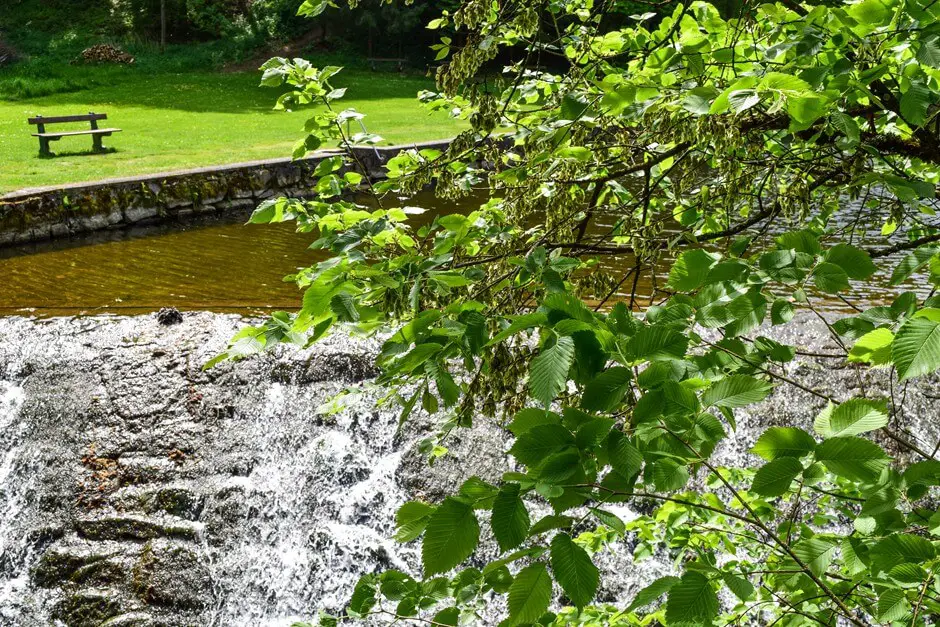 Den Körper entgiften bei einer Wanderungen am Pesenbach