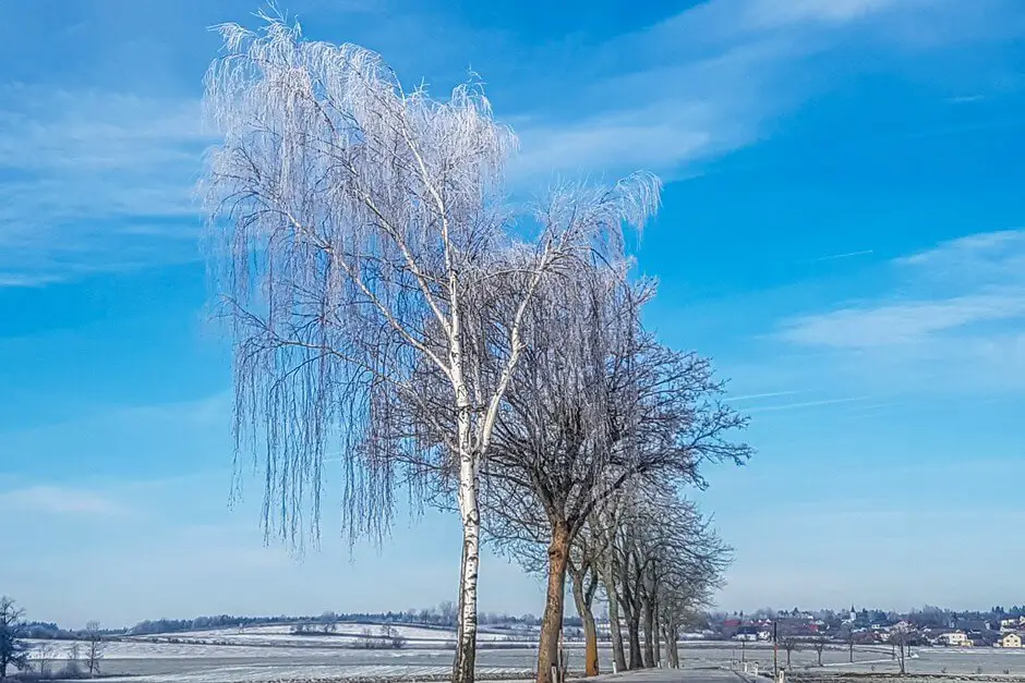 Frost sculptures at the Waldviertel vacation in winter