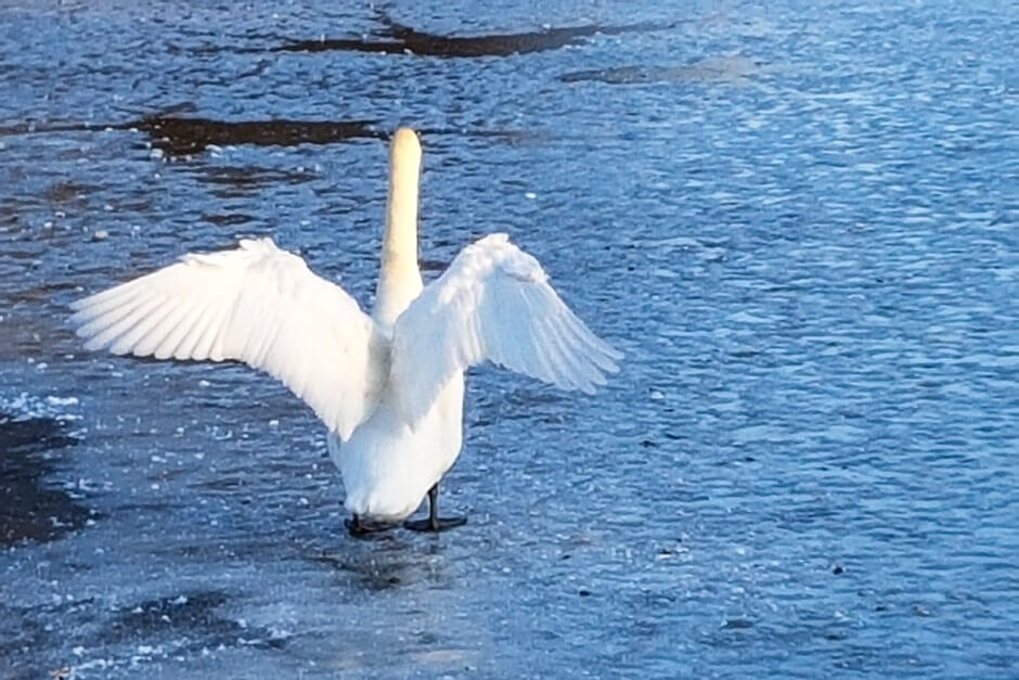 Swan on the Burgsee
