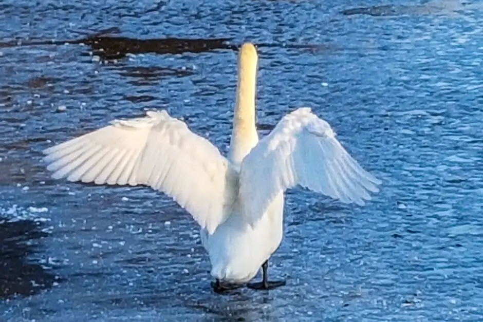 Photo highlights - swan