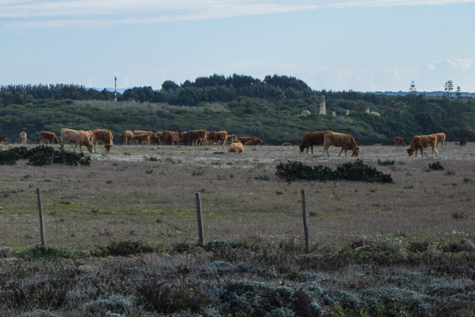 Cattle at the Rota Vicentina