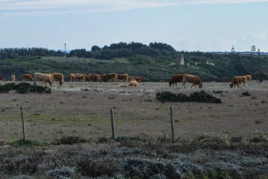 Rinder an der Rota Vicentina