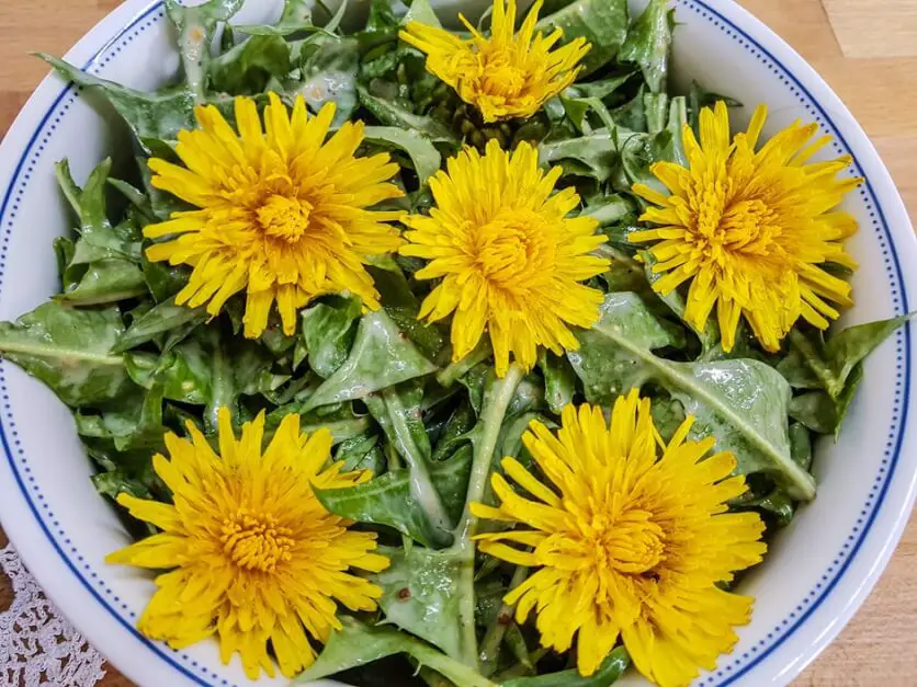 Landleben und Genuss - Löwenzahnsalat mit Blüten