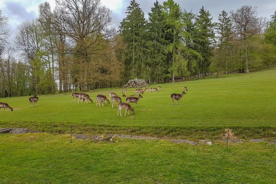 Fallow deer in the Gräflicher Park in Bad Driburg