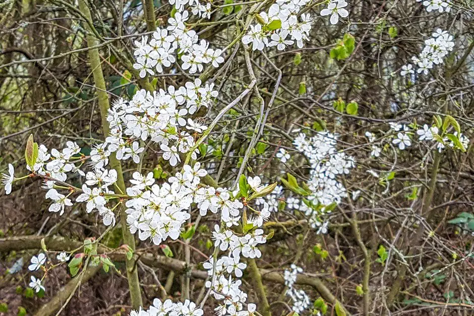 Heralds of spring at the Diemelsee hiking circuit