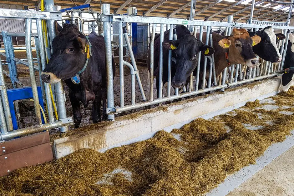 Glückliche Kühe auf Texel