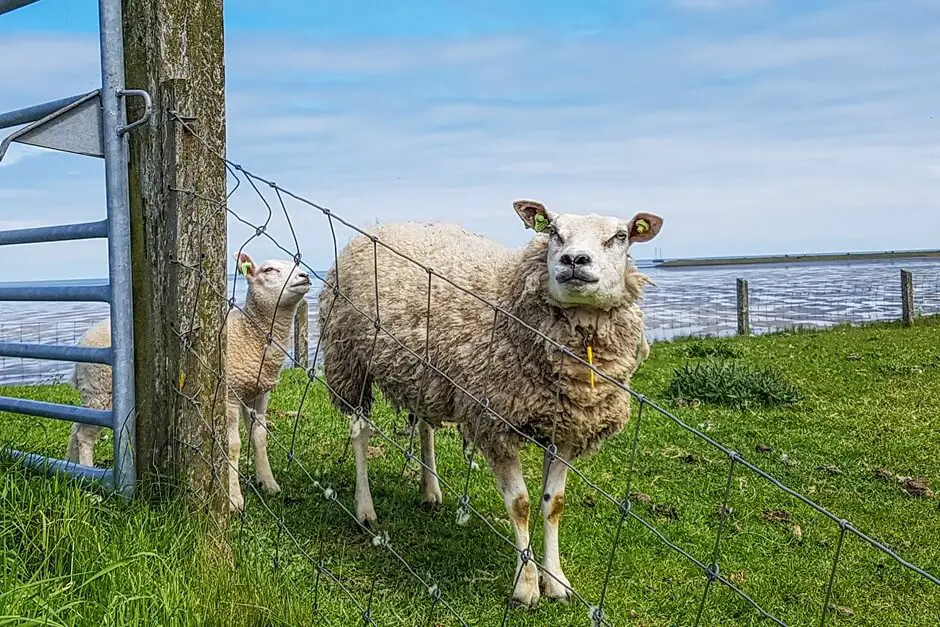 Texel island of sheep and smart farmers