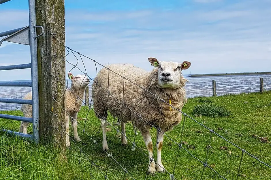 Mutterschaf mit Lamm