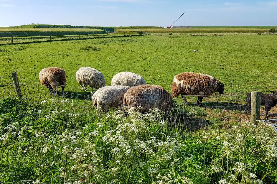 Texel, the island of the sheep