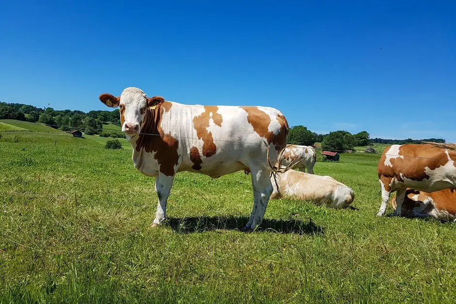 Cattle on pasture in Chiemgau - Chiemgau Alps panorama