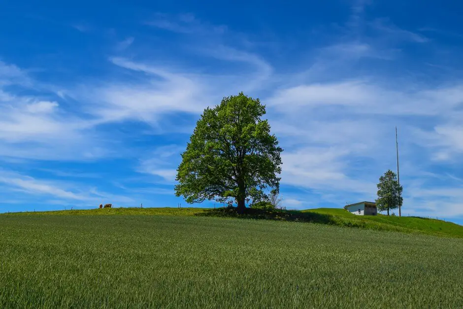 Ancient trees on our Chiemgau Alps Panorama Tour