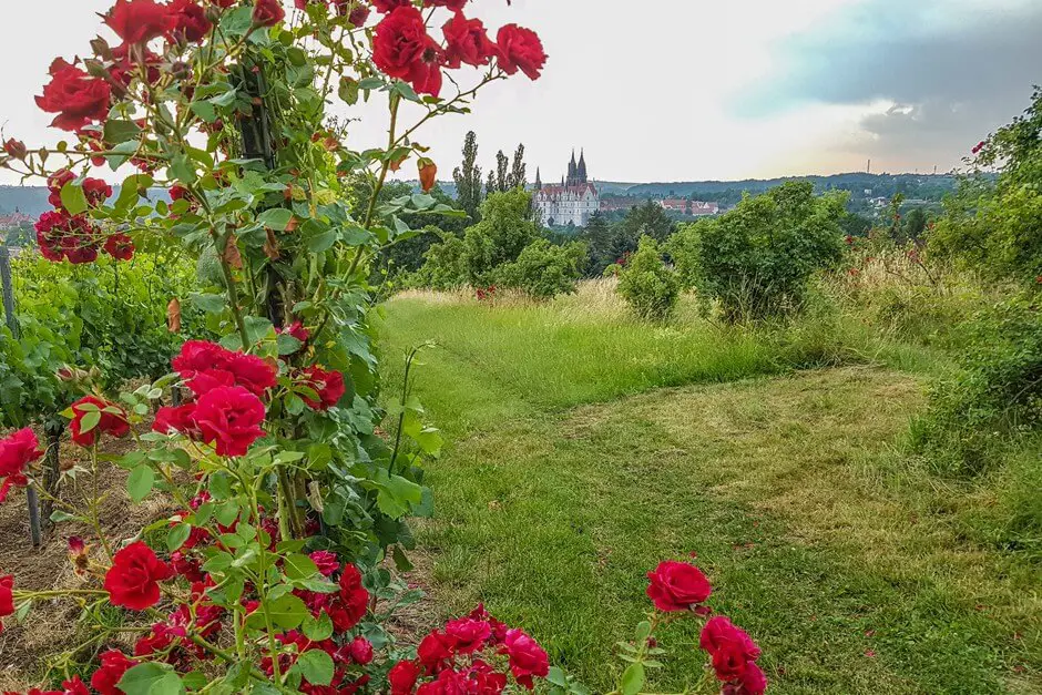 Albrechtsburg in Meissen von Schloss Proschwitz aus