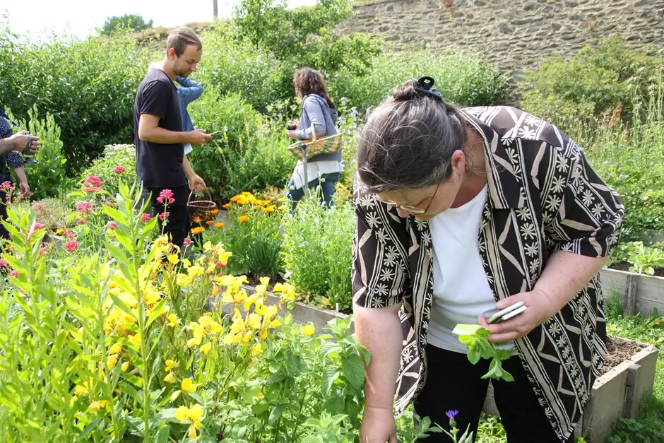 Beim Kräuter Pflücken im Klostergarten von Kloster Altzella