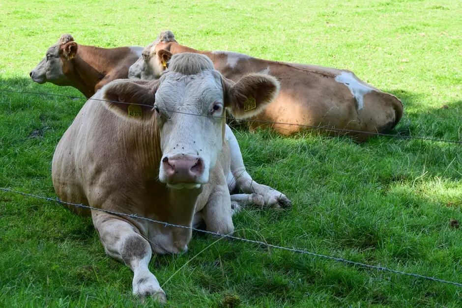 Cows in the shade