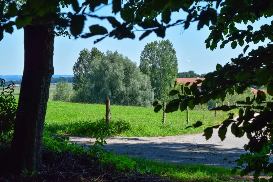 Schattiger Platz im Wald