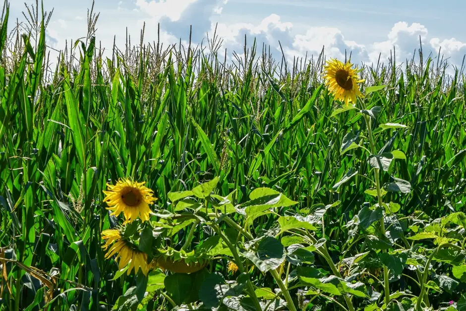 Sonnenblumen und Mais