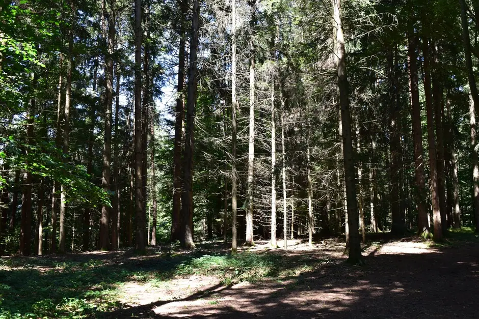 Stille im Wald geniessen