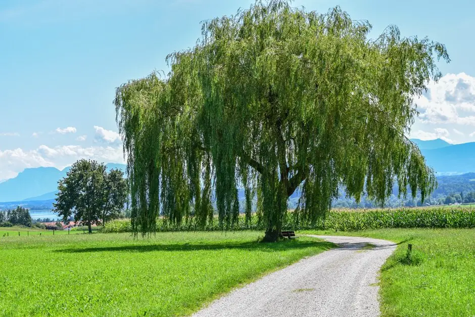 Trauerweide am Waginger See mit Blick auf die Chiemgauer Alpen