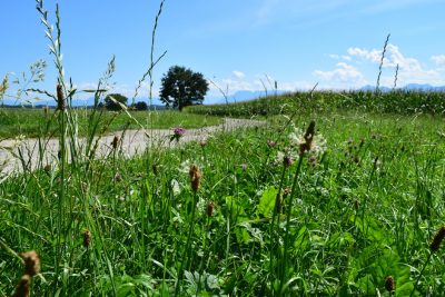 Wildblumenwiese - Roadtrips in Deutschland