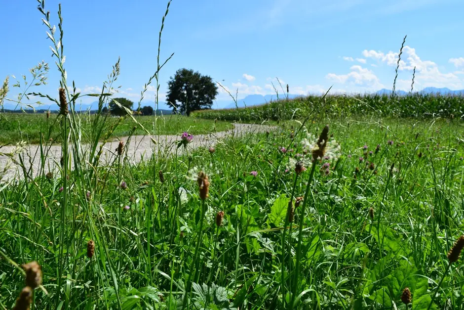 Wildblumenwiese vor der Kulisse der Chiemgauer Alpen
