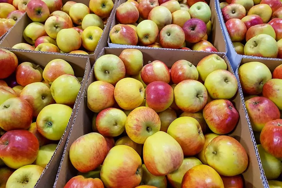 Pure enjoyment on the Apple Farm in Cahir