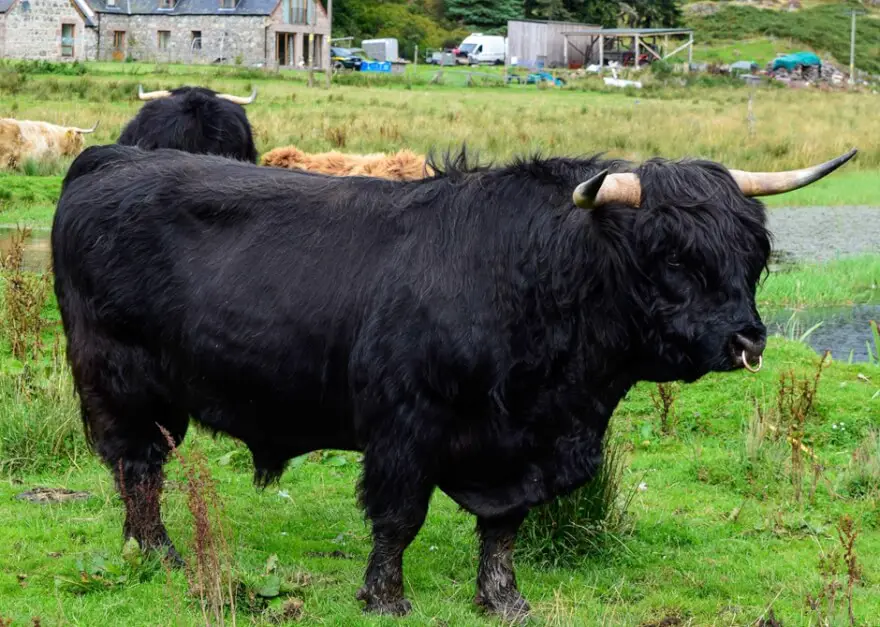 The gentleman in the pasture