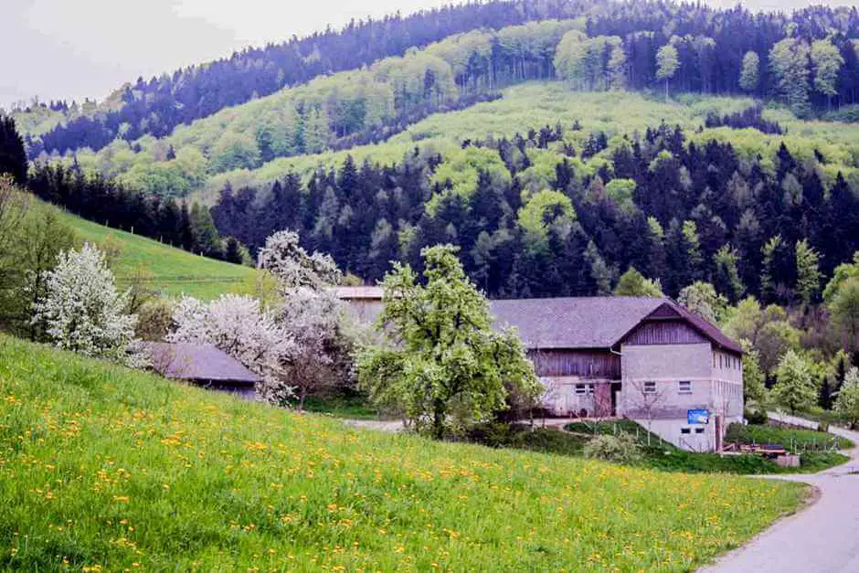 Blühende Birnbäume im Mostviertel