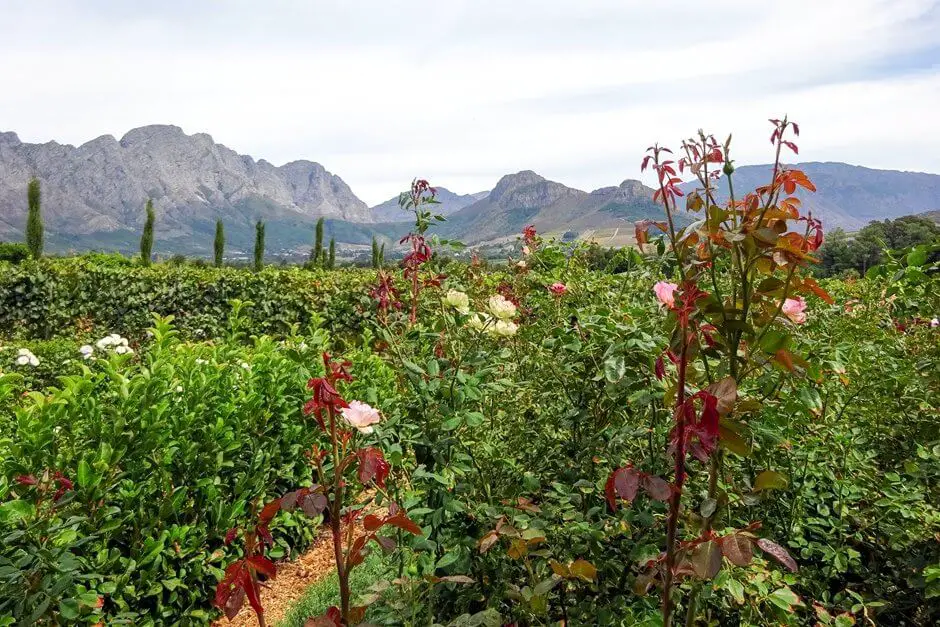 Wineries near Franschoek