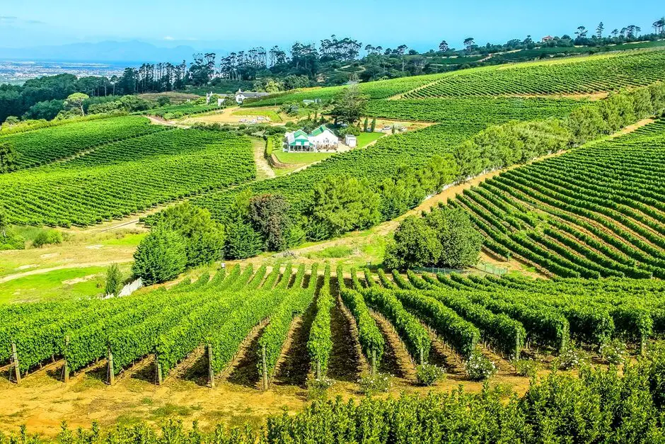 Wineries in the Groot Constantia wine region