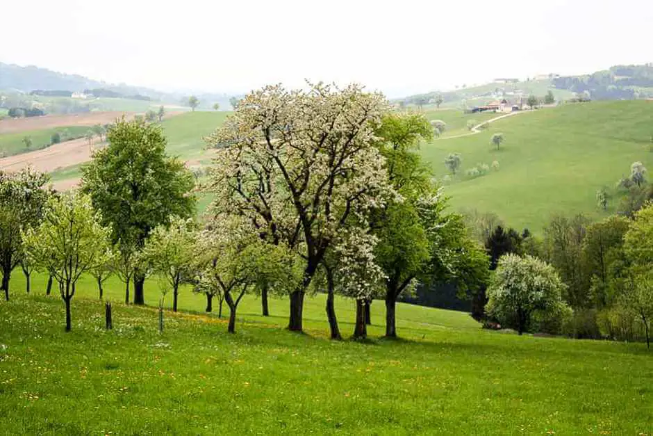 Wenn die Birnbäume blühen im Mostviertel