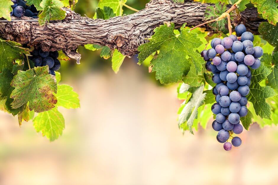 Rote Shiraz Trauben Weingüter in Südafrika