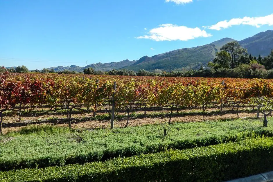Wine field in autumn