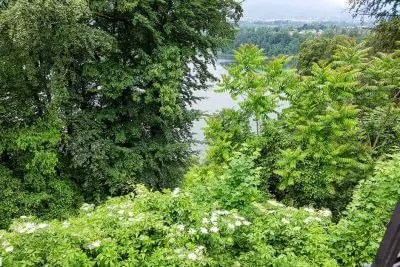 Enjoy nature with a view of the Drava Loop and elderberry