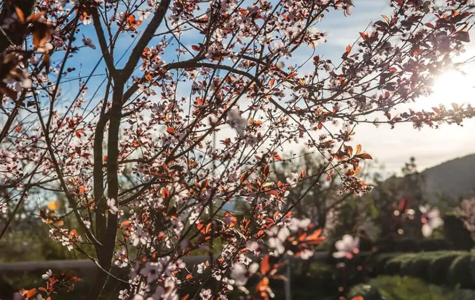 Mallorca im Frühjahr