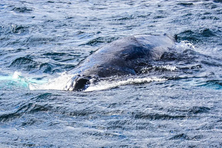Whale breathing hole while whale watching