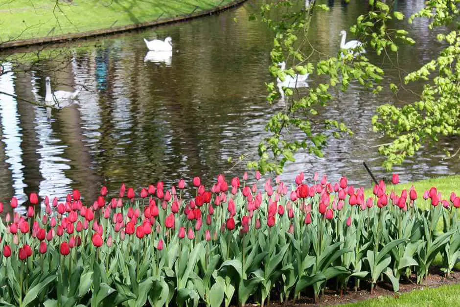 Even swans feel comfortable in the tulip park