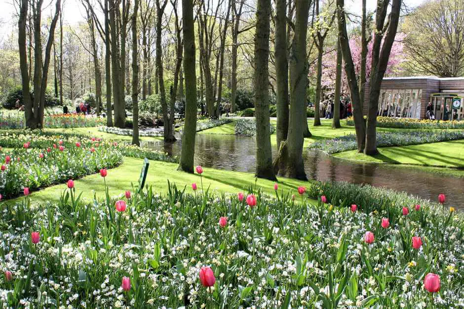 A walk in the tulip park is a way to enjoy the beautiful days in the spring