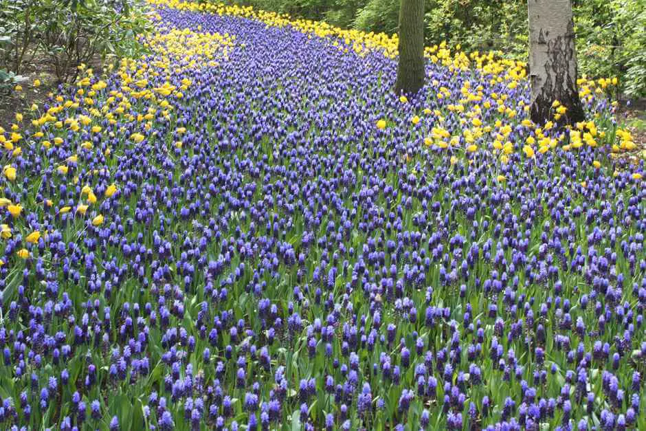 Daffodils and hyacinths in the Keukenhof in Lisse