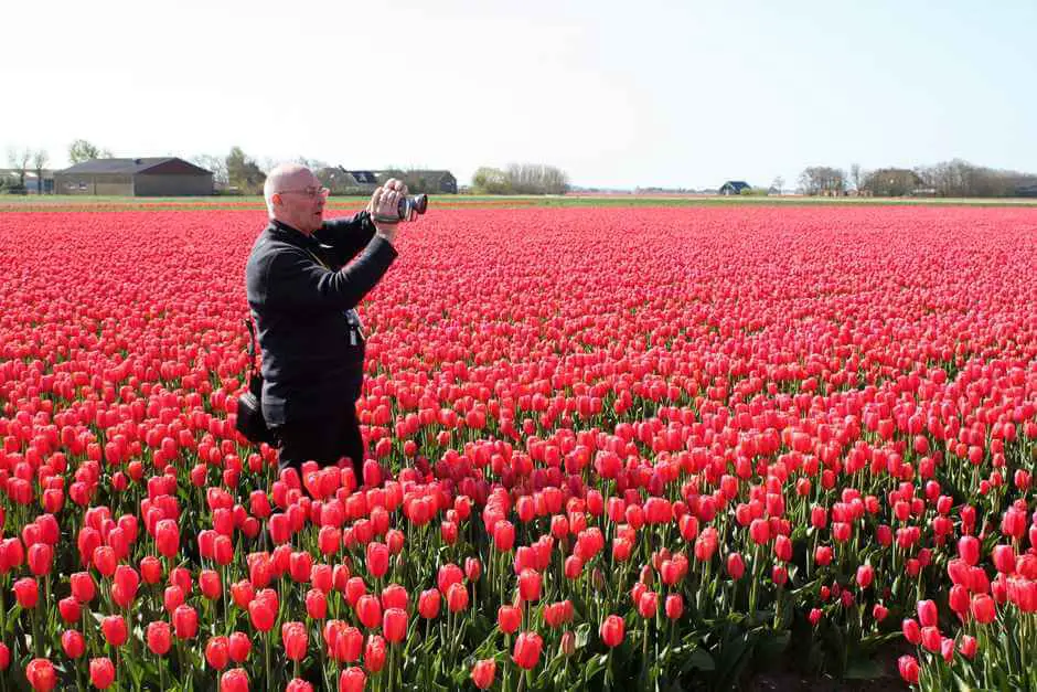 Petar im Tulpenmeer