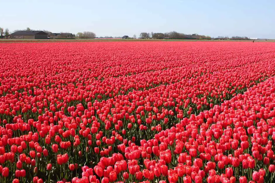 Red tulips in Holland