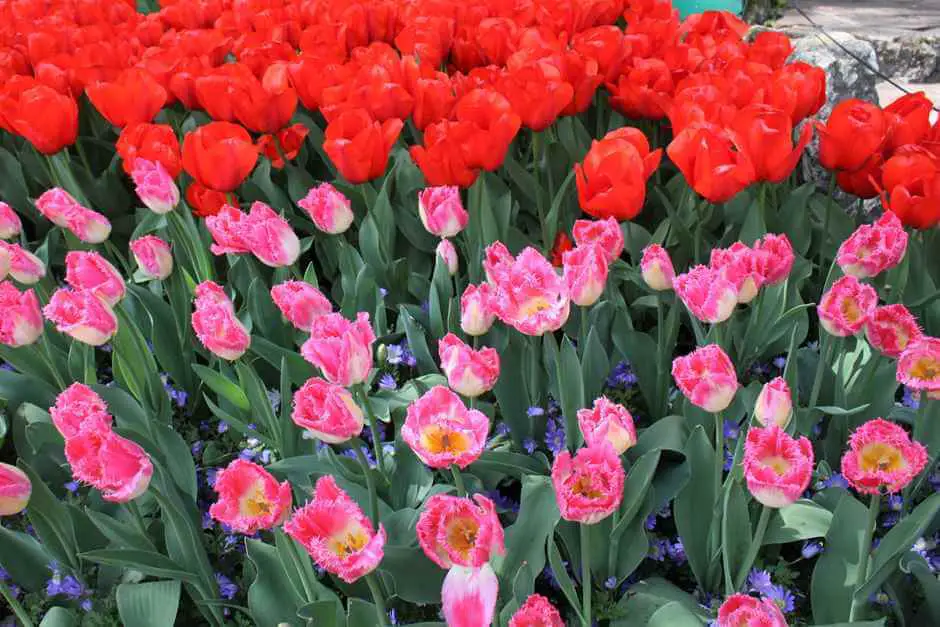 Red and pink tulips in Holland