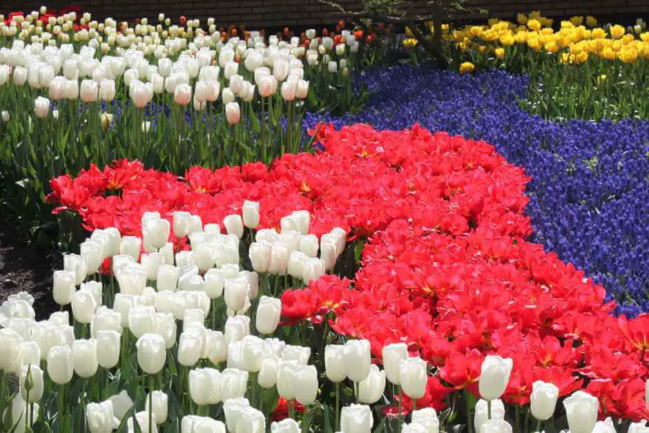 Tulips in all shapes and colors make a visit to the Keukenhof so interesting