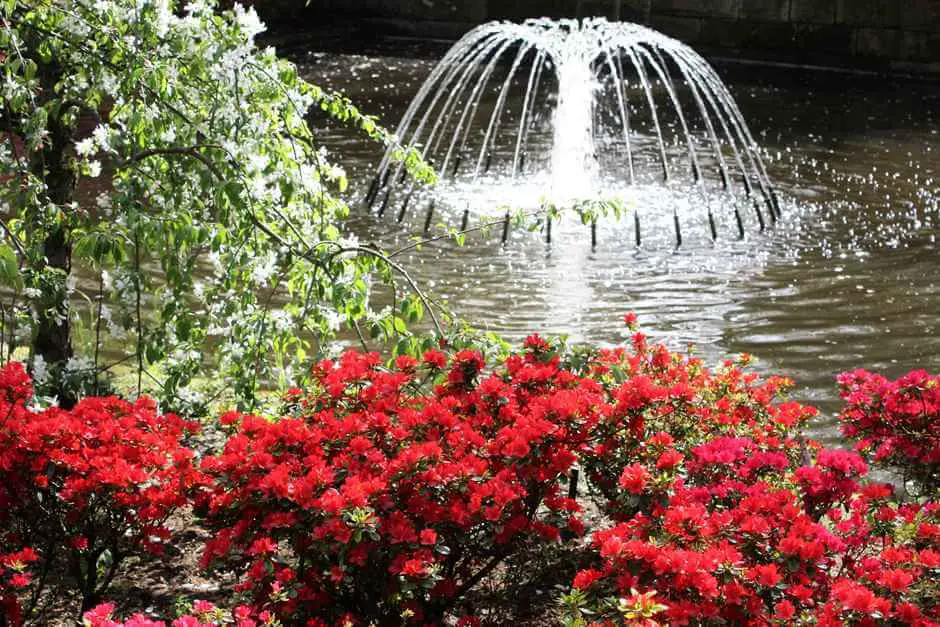 Zur Blütezeit in Holland im Keukenhof blühen auch viele andere Sträucher und Blumen