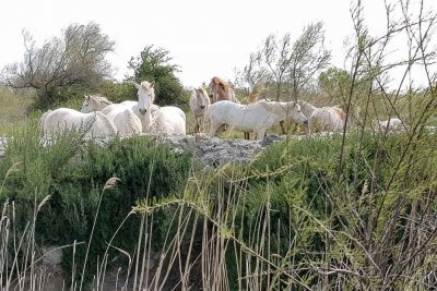 Natur geniessen mit den weissen Camargue Pferde