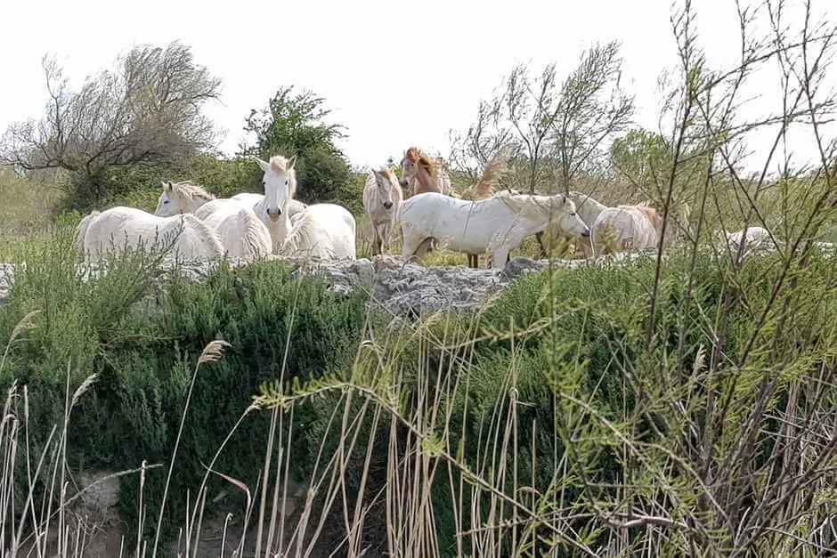 Natur geniessen mit den weissen Camargue Pferde