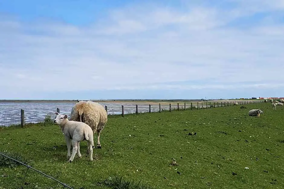 Sheep graze on the dike - this is Holland holiday by the sea